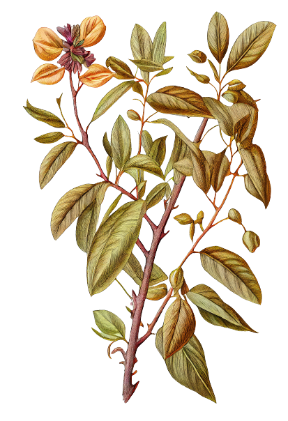 withania-somnifera-ashwagandha-winter-cherry-medicinal-adaptogenic-plant-abstract-generative-ai-illustration-removebg-preview